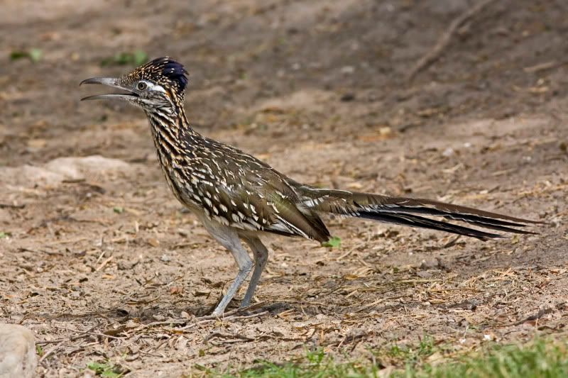 GreaterRoadrunner7.jpg