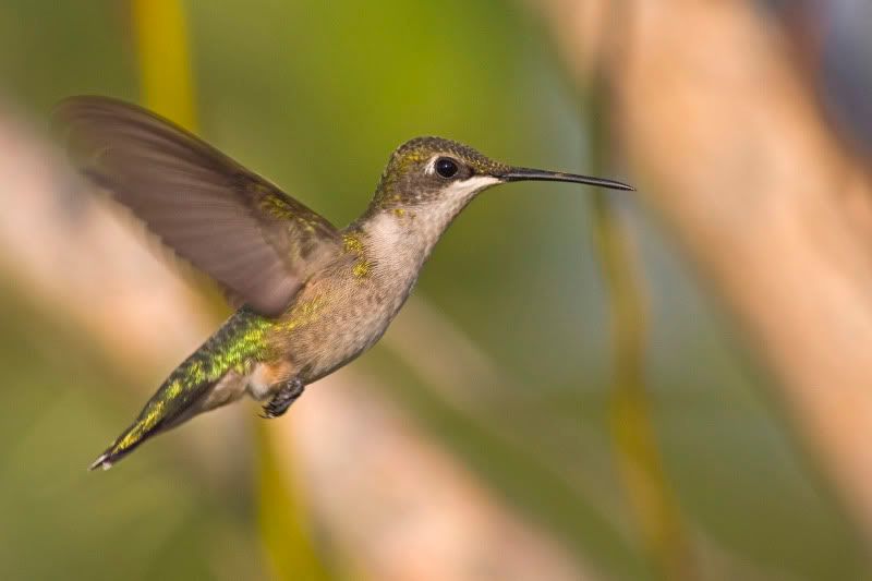 RubyThroatedHummingbird27.jpg