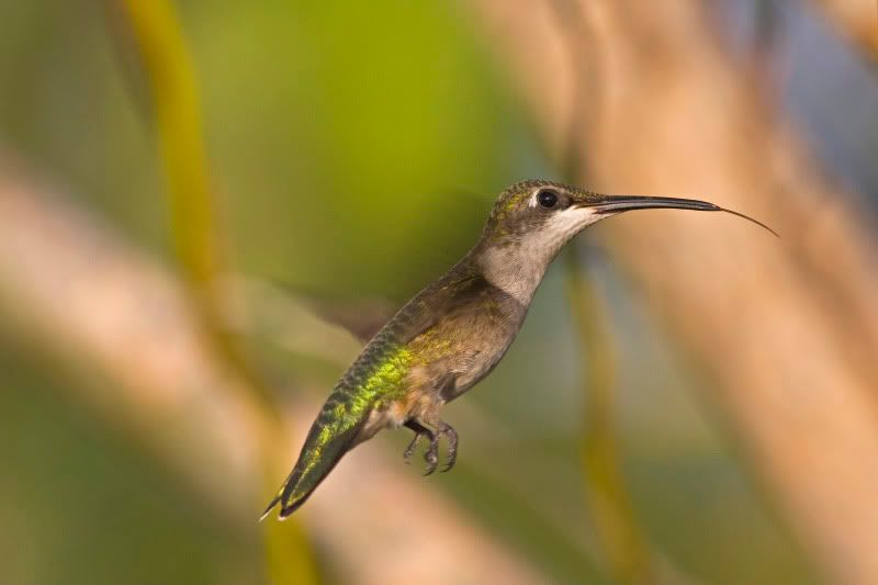 RubyThroatedHummingbird30.jpg