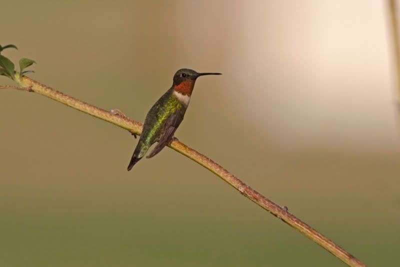 Rubythroatedhummingbird1.jpg