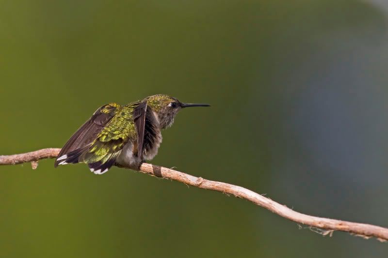 Rubythroatedhummingbird14.jpg