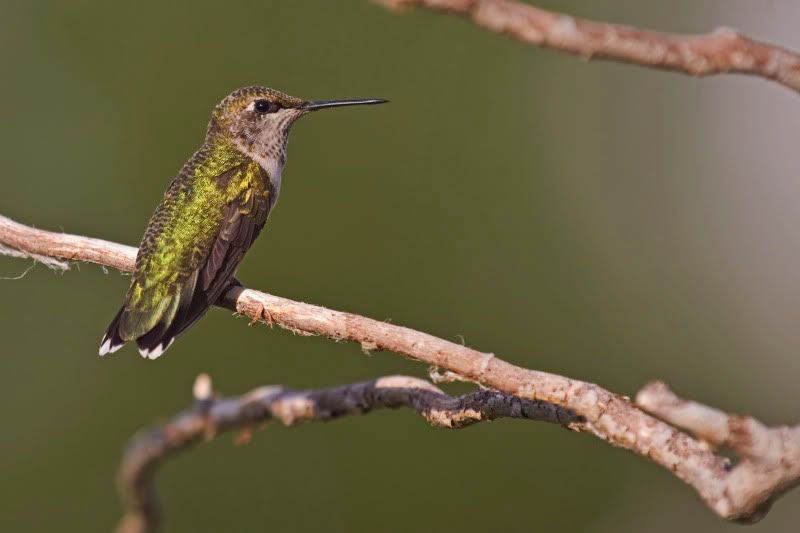 Rubythroatedhummingbird16.jpg