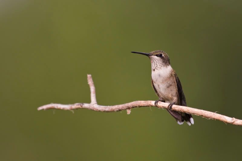 Rubythroatedhummingbird19-1.jpg