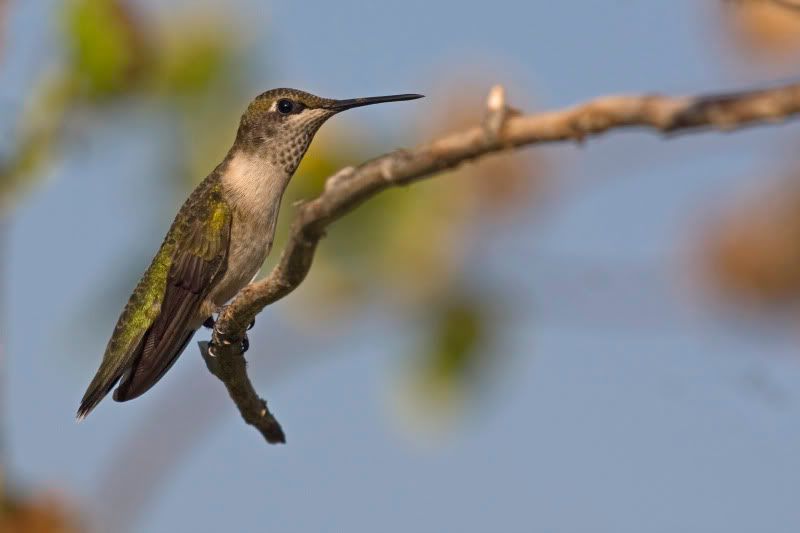 Rubythroatedhummingbird2.jpg