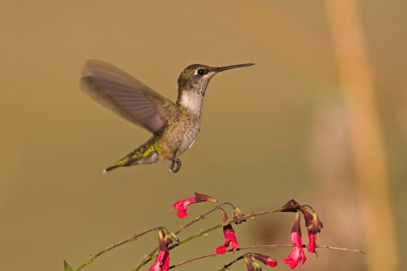 Rubythroatedhummingbird4oversalvia.jpg