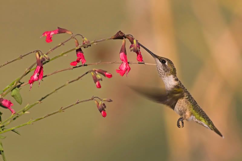 Rubythroatedhummingbird8undersalvia.jpg