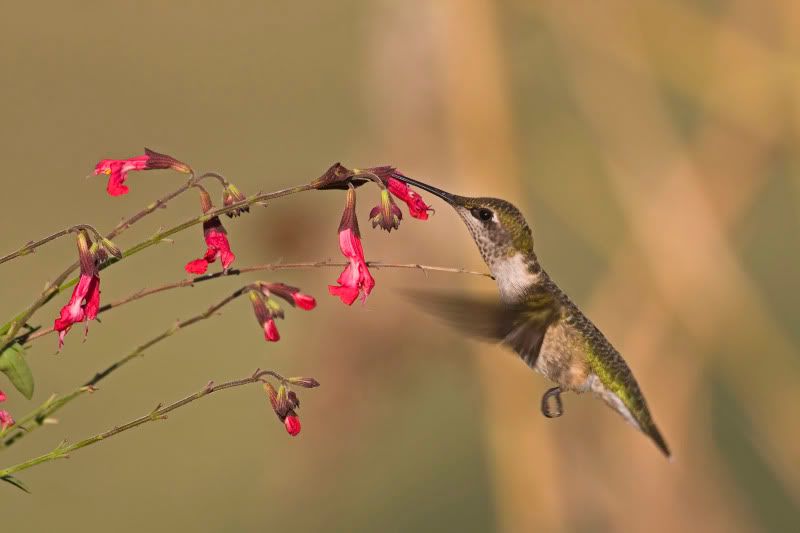 Rubythroatedhummingbird9undersalvia.jpg