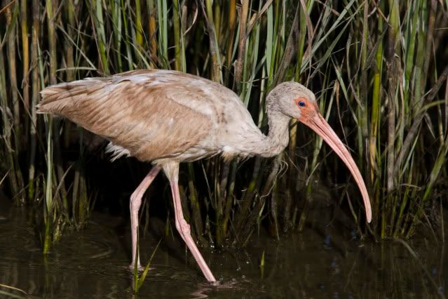 WhiteIbis.jpg