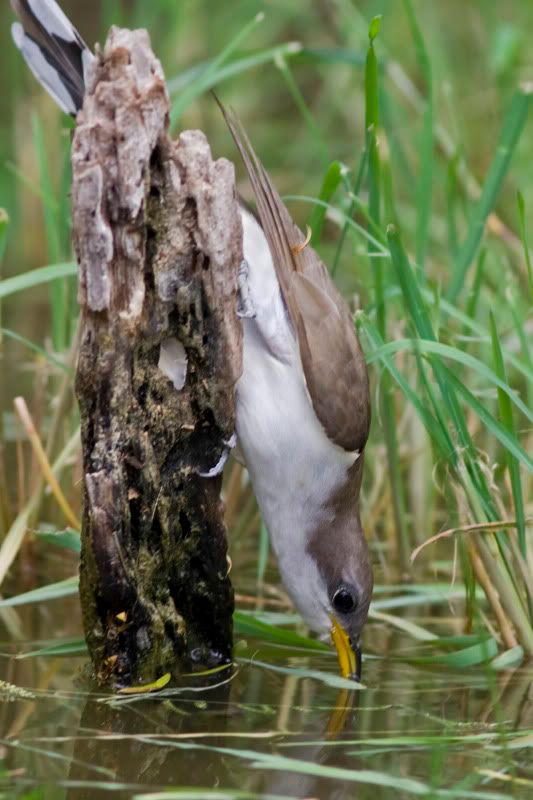 Yellowbilledcuckoo1.jpg