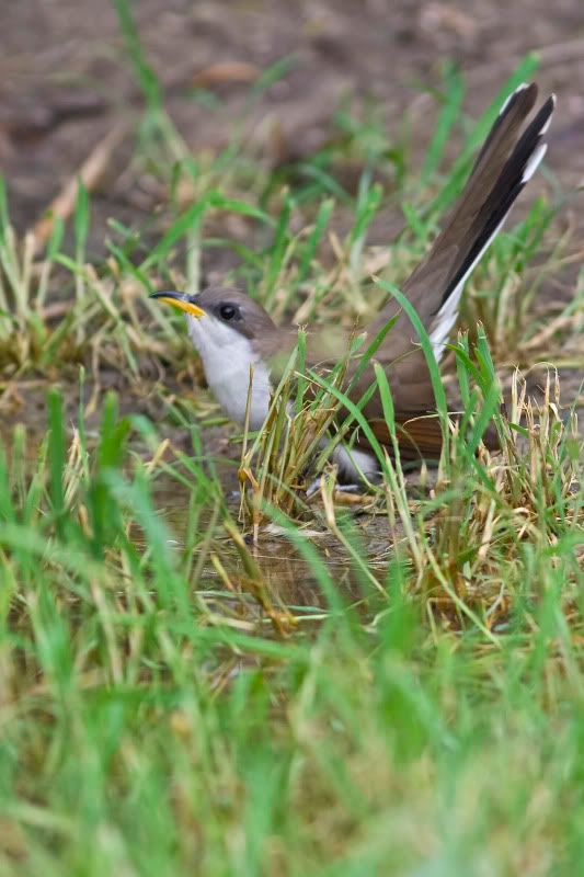 Yellowbilledcuckoo2.jpg