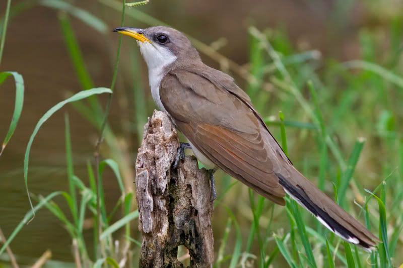 Yellowbilledcuckoo4.jpg