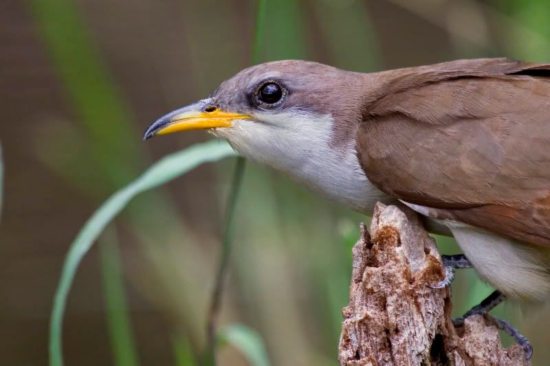 Yellowbilledcuckoo5.jpg