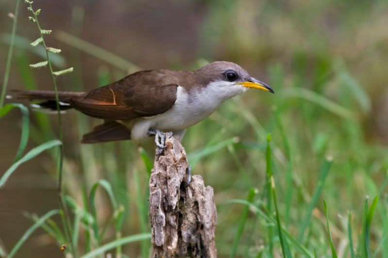 Yellowbilledcuckoo6.jpg