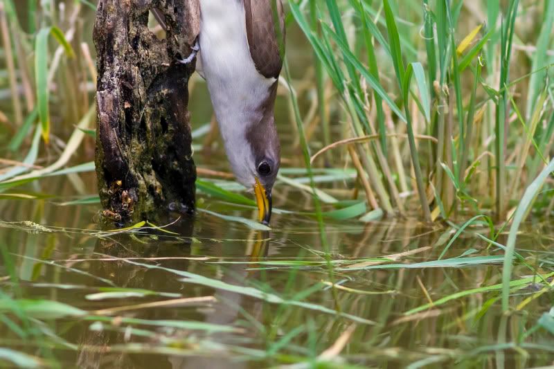 Yellowbilledcuckoo7.jpg