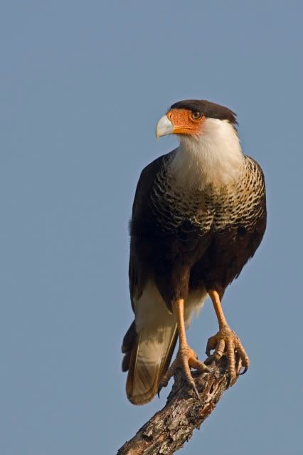 crestedcaracara16.jpg