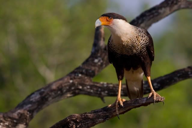 crestedcaracara18.jpg