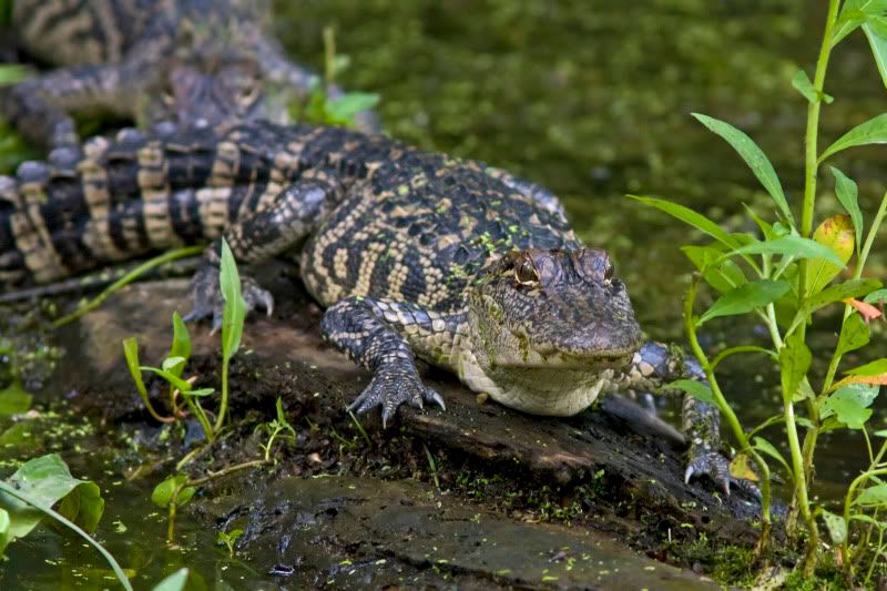 AmericanAlligator3.jpg