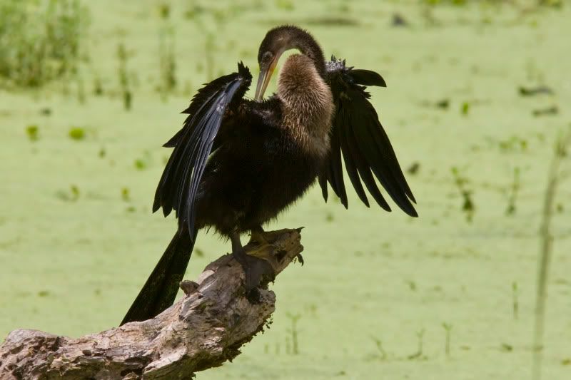 Anhinga1.jpg