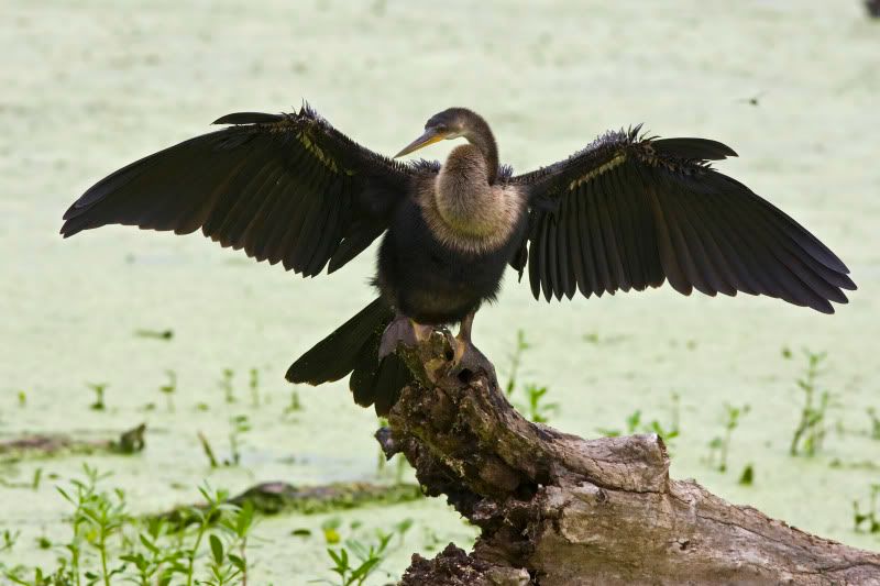 Anhinga3.jpg