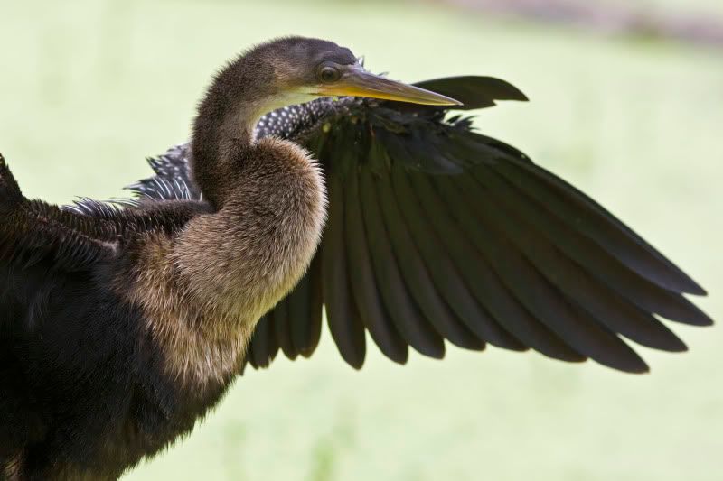 Anhinga4.jpg