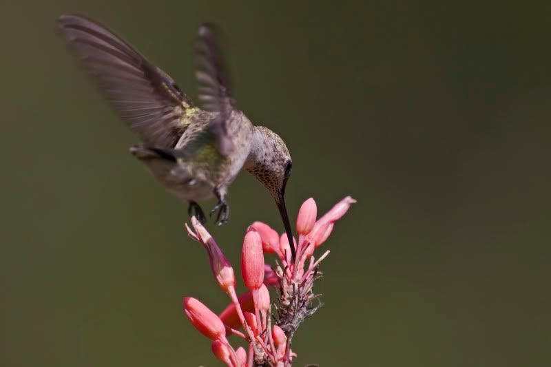 BlackChinnedHummingbird11.jpg