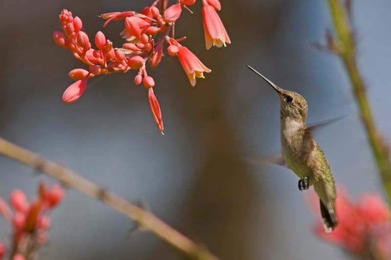 BlackChinnedHummingbird12.jpg