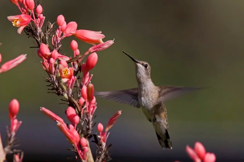 BlackChinnedHummingbird13.jpg