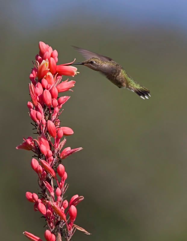 BlackChinnedHummingbird14Small.jpg