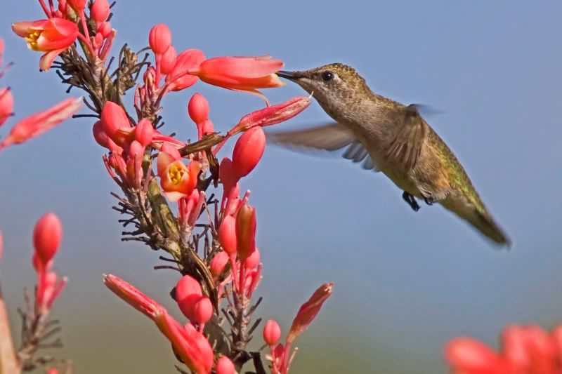 BlackChinnedHummingbird15.jpg