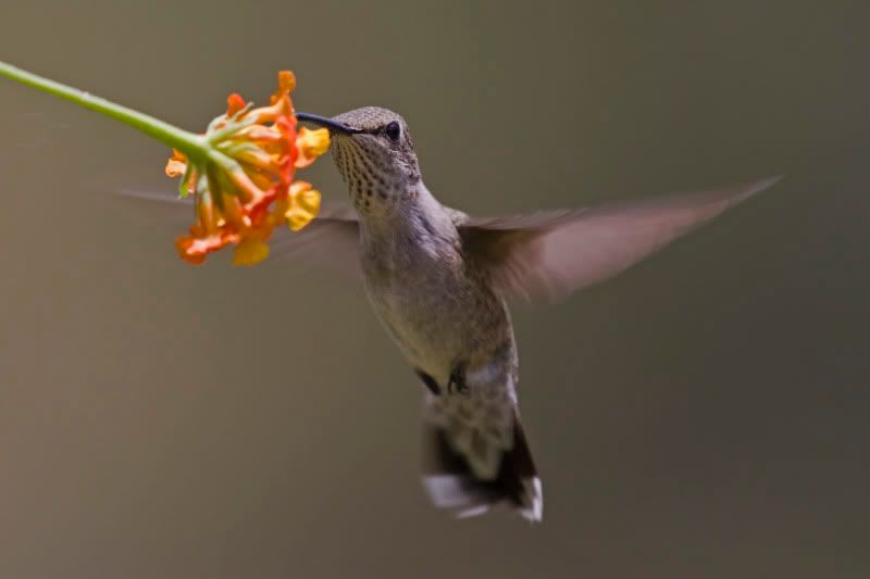 BlackChinnedHummingbird16.jpg