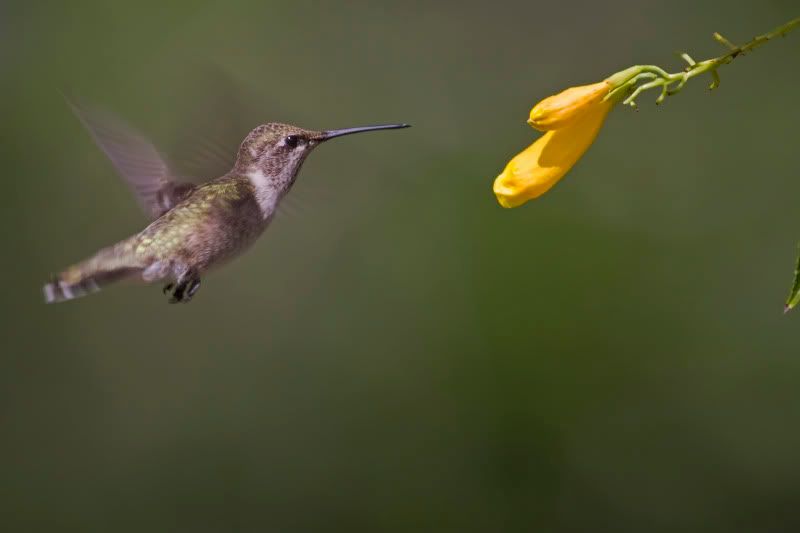 BlackChinnedHummingbird17.jpg