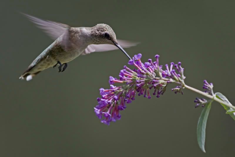 BlackChinnedHummingbird19.jpg