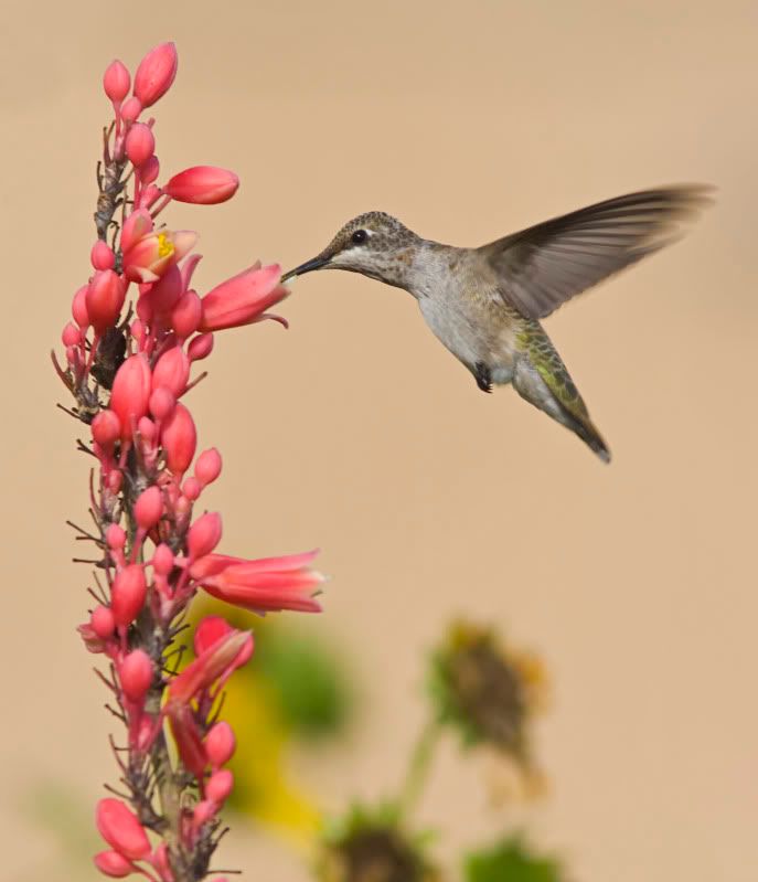 BlackChinnedHummingbird4.jpg