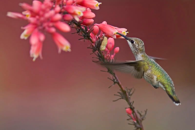 BlackChinnedHummingbird5.jpg