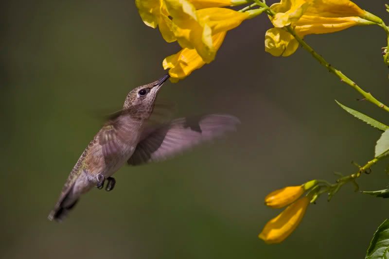 BlackChinnedHummingbird7.jpg