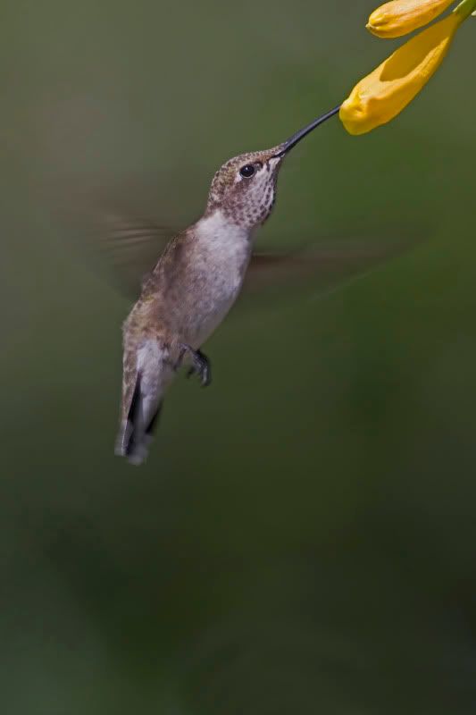 BlackChinnedHummingbird8.jpg