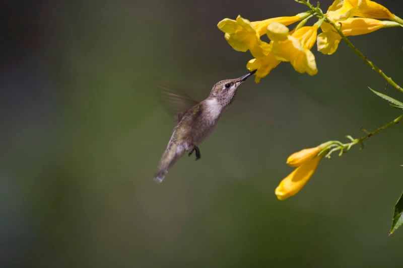 BlackChinnedHummingbird9.jpg