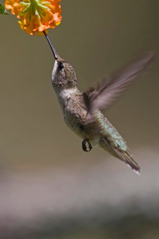 Blackchinnedhummingbird21.jpg