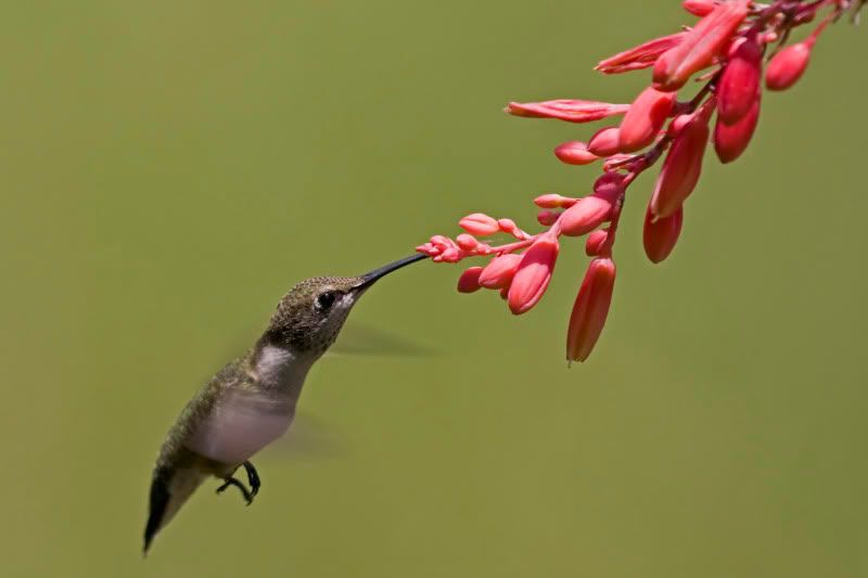 Blackchinnedhummingbird22.jpg