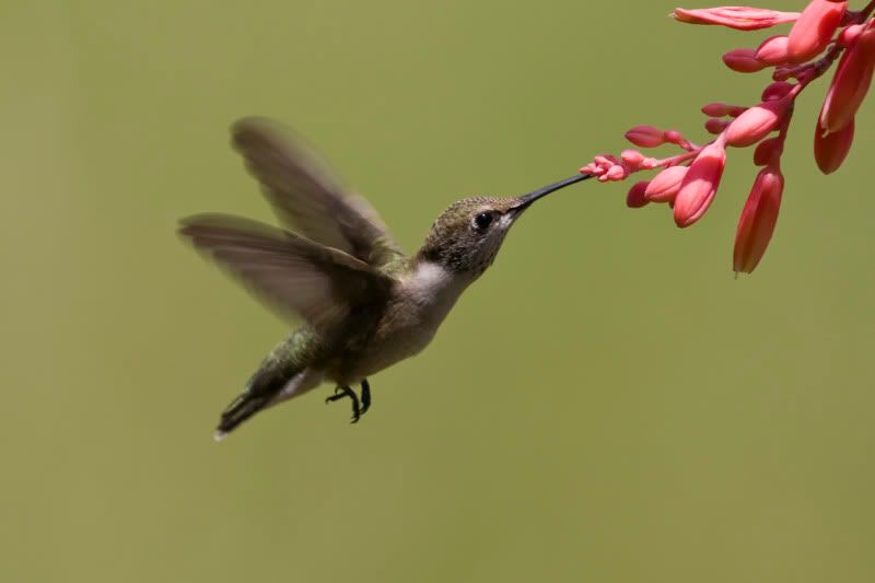 Blackchinnedhummingbird23.jpg