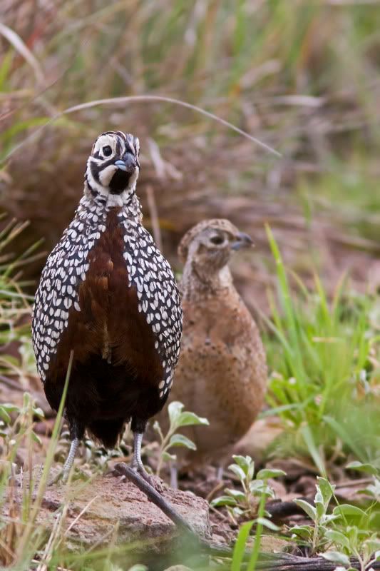 MontezumaQuail2.jpg