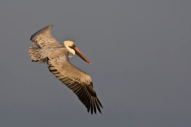 BrownPelicaninflightatAransasNWR.jpg