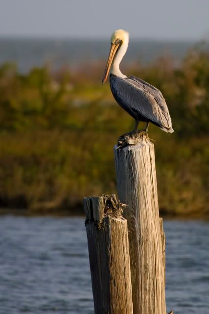 BrownPelicanonpostininlet2.jpg