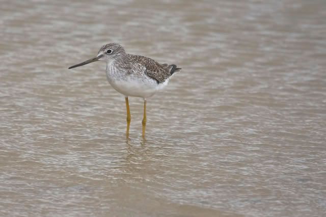 GreaterYellowlegs.jpg