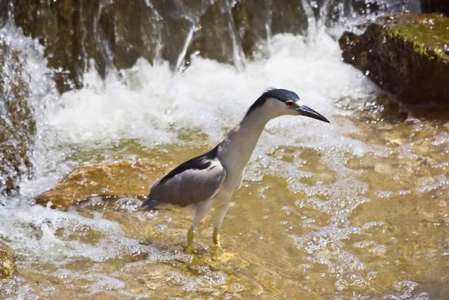 Black_Crowned_Night_Heron2-1.jpg