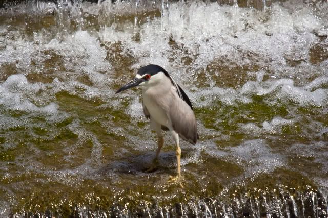 Black_Crowned_Night_Heron6.jpg