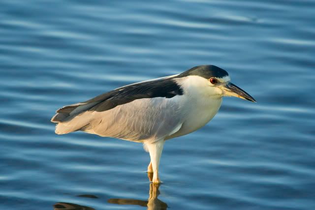 Black_crowned_night_heron2.jpg