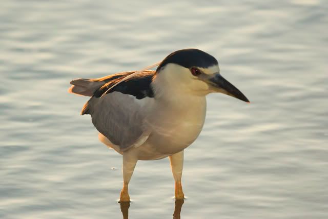 Black_crowned_night_heron4.jpg