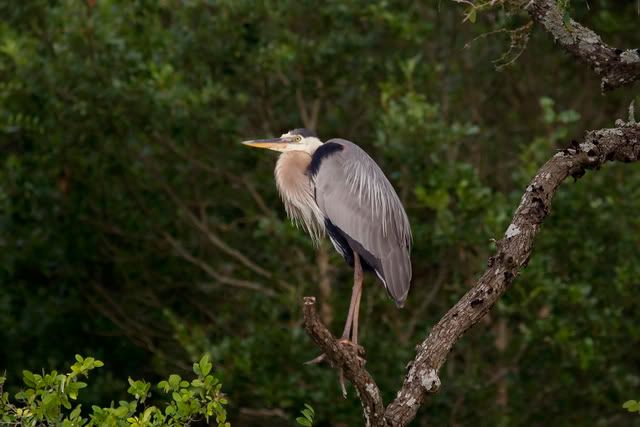 GBH_Perching.jpg