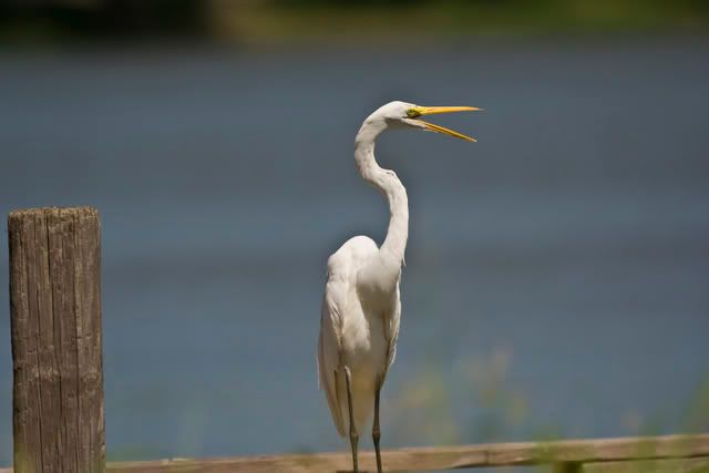 Great_Egret.jpg